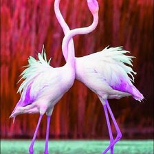 Схема вышивки «Нежность фламинго.»