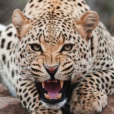 Схема вышивки «Леопард злой»