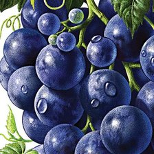 Оригинал схемы вышивки «виноград» (№1070167)