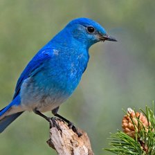 синяя птица