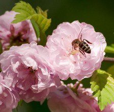 Схема вышивки «Пчела на цветах»