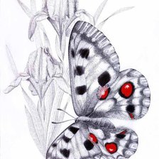 Оригинал схемы вышивки «бабочка на ирисах» (№1084466)