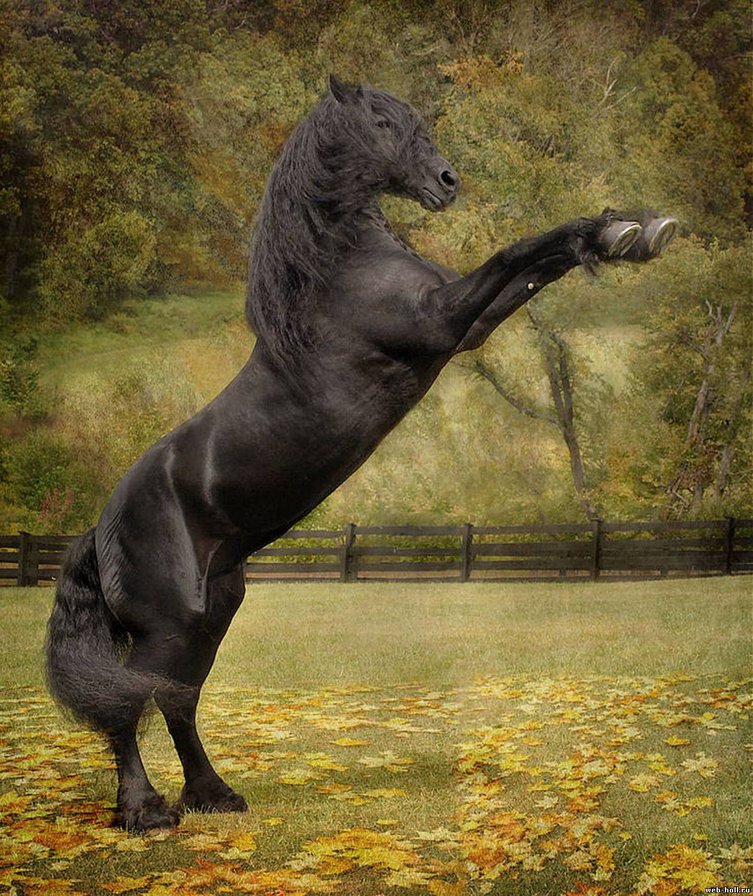 фризская порода - животное, лошадь, конь, фриз - оригинал