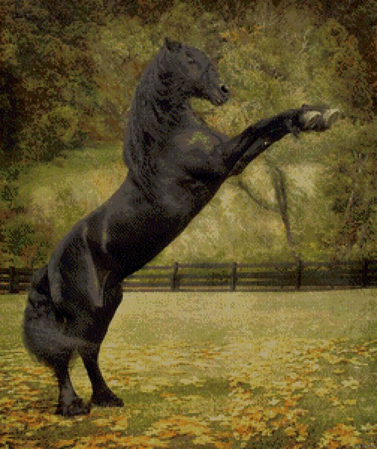 фризская порода - животное, фриз, конь, лошадь - предпросмотр