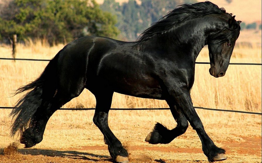 фризская порода - животное, лошадь, фриз, конь - оригинал