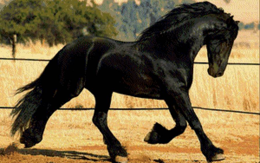фризская порода - конь, животное, фриз, лошадь - предпросмотр
