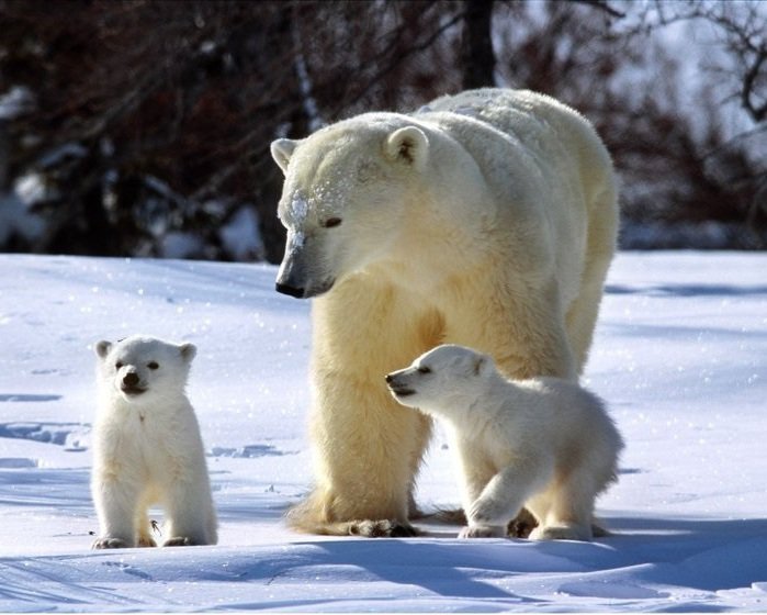 белые медведи - белые медведи, семья, мишки - оригинал