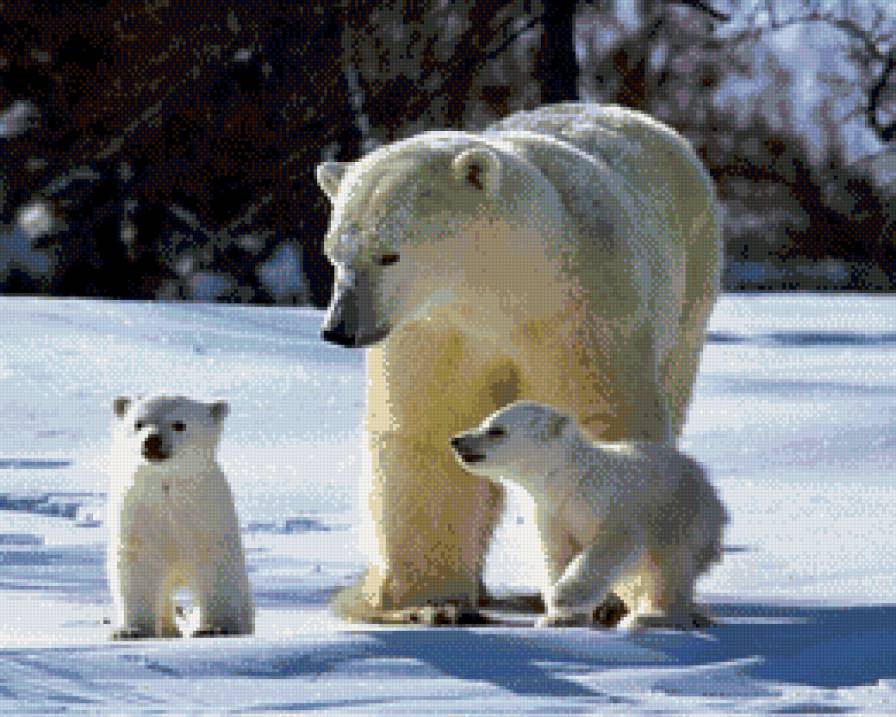 белые медведи - мишки, семья, белые медведи - предпросмотр