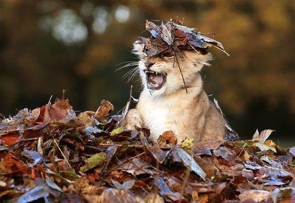 Осень в саванне - лев, листья, осень, львенок - оригинал