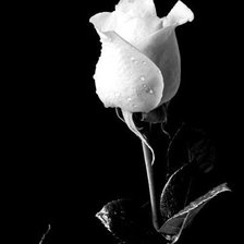 Схема вышивки «белая роза на черной канве»
