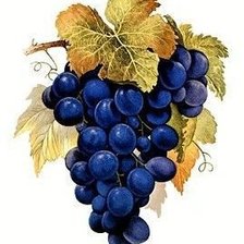 Оригинал схемы вышивки «гроздь черного винограда» (№1091396)
