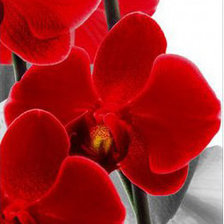 Красная орхидея 1