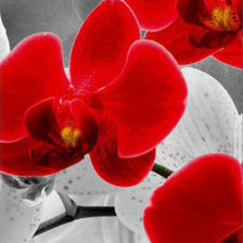 Оригинал схемы вышивки «Красная орхидея 2» (№1097493)