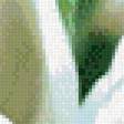 Предпросмотр схемы вышивки «белые тюльпаны» (№1098917)