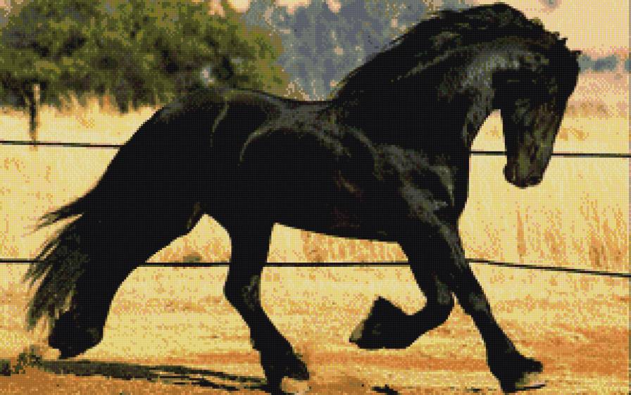 фризская порода - животное, лошадь, фриз, конь - предпросмотр