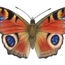 Схема вышивки «бабочка»