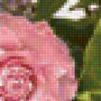 Предпросмотр схемы вышивки «гортензии и розы» (№1112575)