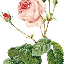 Схема вышивки «Винтажная роза на белом фоне 3»