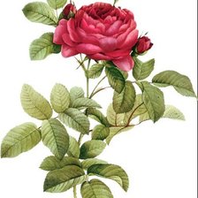 Схема вышивки «Винтажная роза на белом фоне 2»