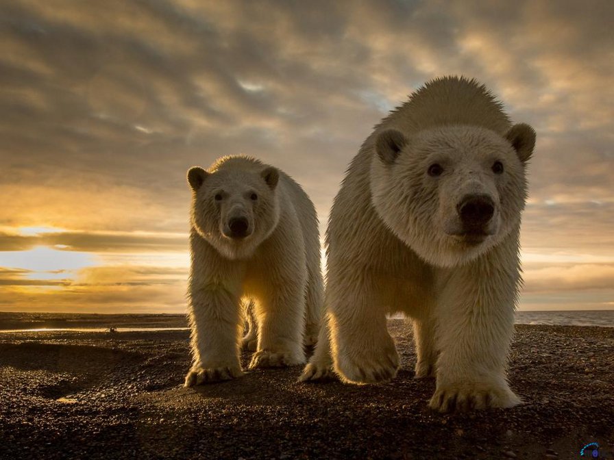 белые медведи 2 - медведь, животные - оригинал
