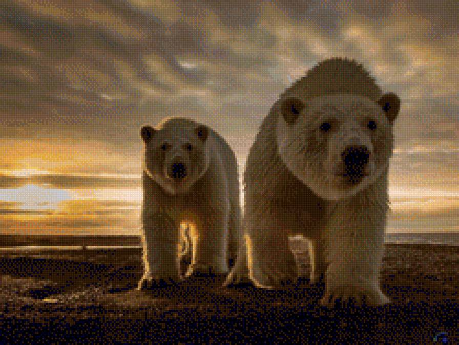 белые медведи 2 - животные, медведь - предпросмотр