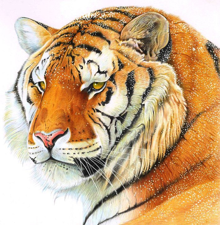 Тигр и снег - животные, дикие кошки - оригинал