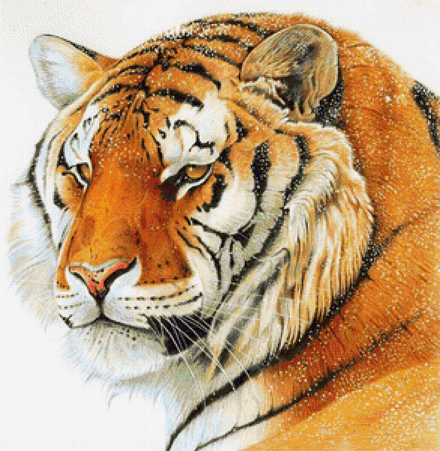 Тигр и снег - животные, дикие кошки - предпросмотр