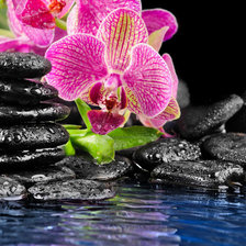 Схема вышивки «орхидея и камни»