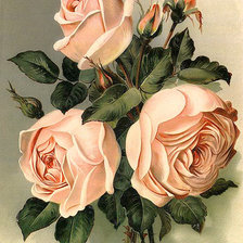Схема вышивки «Винтажные розы»