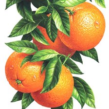 Оригинал схемы вышивки «Апельсины» (№1132200)