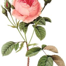 Схема вышивки «Винтажная роза на белом фоне 1»
