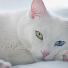 Схема вышивки «Белая кошка»