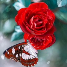 Схема вышивки «Бабочка и Роза»