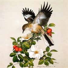Оригинал схемы вышивки «птицы» (№1138534)