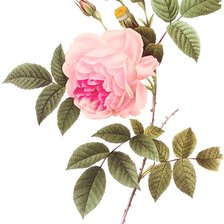 Оригинал схемы вышивки «Винтажная роза на белом фоне 5» (№1139001)