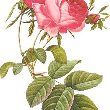 Винтажная роза на белом фоне 9