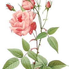 Схема вышивки «Винтажная роза на белом фоне 10»