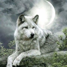 Схема вышивки «волк одиночка»