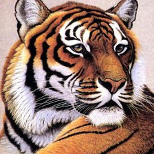 Оригинал схемы вышивки «Бенгальский тигр» (№1141516)