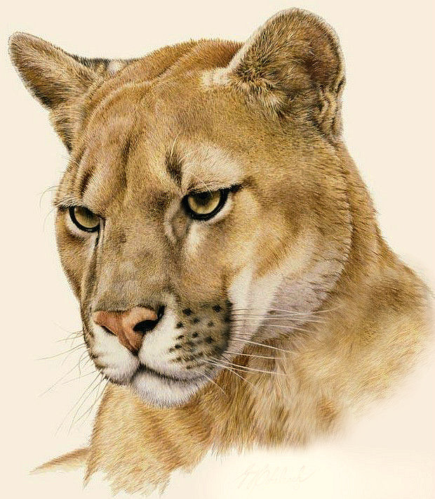 Львица - животные, портрет, хищники - оригинал