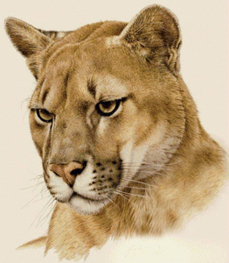 Львица - животные, хищники, портрет - предпросмотр