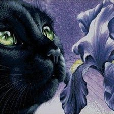 Схема вышивки «черный кот и ирис»