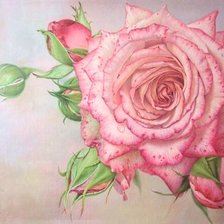 Оригинал схемы вышивки «роза нежная» (№1153496)