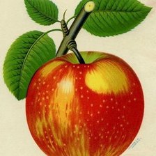 Схема вышивки «яблочко»