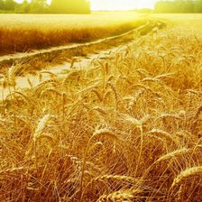 Схема вышивки «Пшеничное поле»