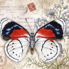 Оригинал схемы вышивки «Серия бабочки» (№1160538)