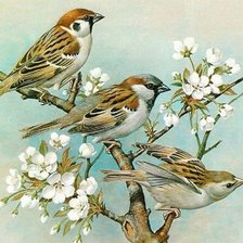 Схема вышивки «птички весной»