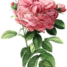 Оригинал схемы вышивки «Винтажная роза на белом фоне 11» (№1162923)