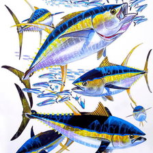 Схема вышивки «Желтопёрый тунец»