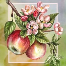 Оригинал схемы вышивки «яблоки» (№1173880)